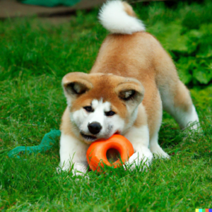 Akita - ABC of Dogs - dog-breeds-blog.com